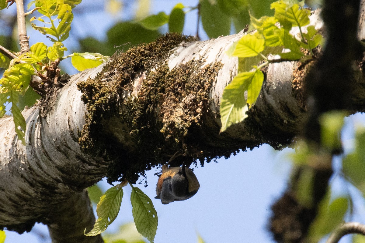 White-tailed Nuthatch - ML642915278