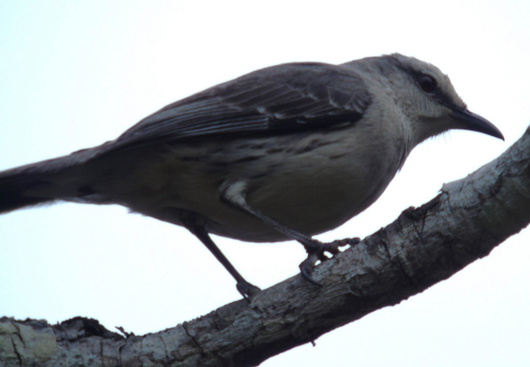 Chalk-browed Mockingbird - ML642915316