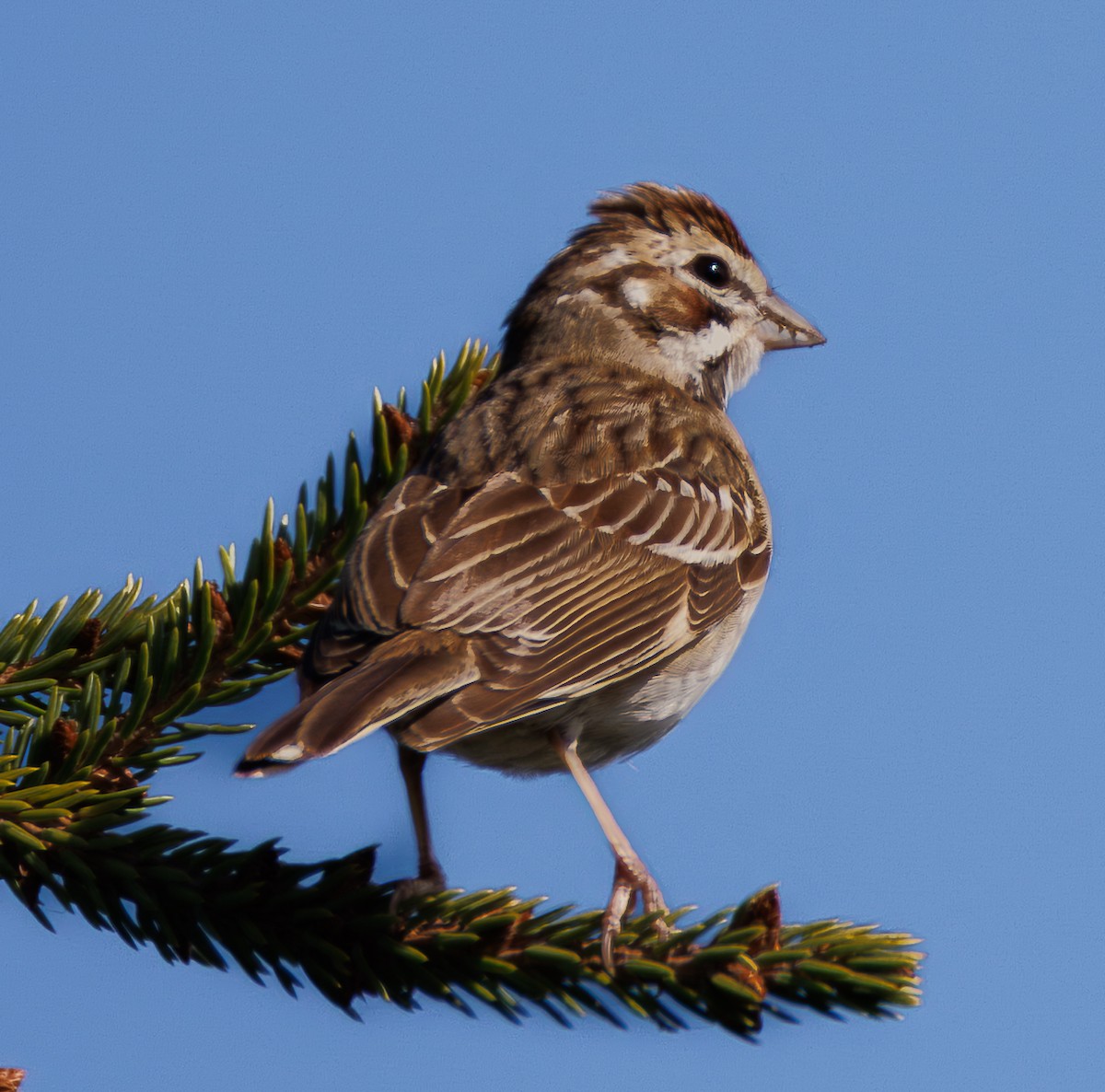 Lark Sparrow - ML642915317