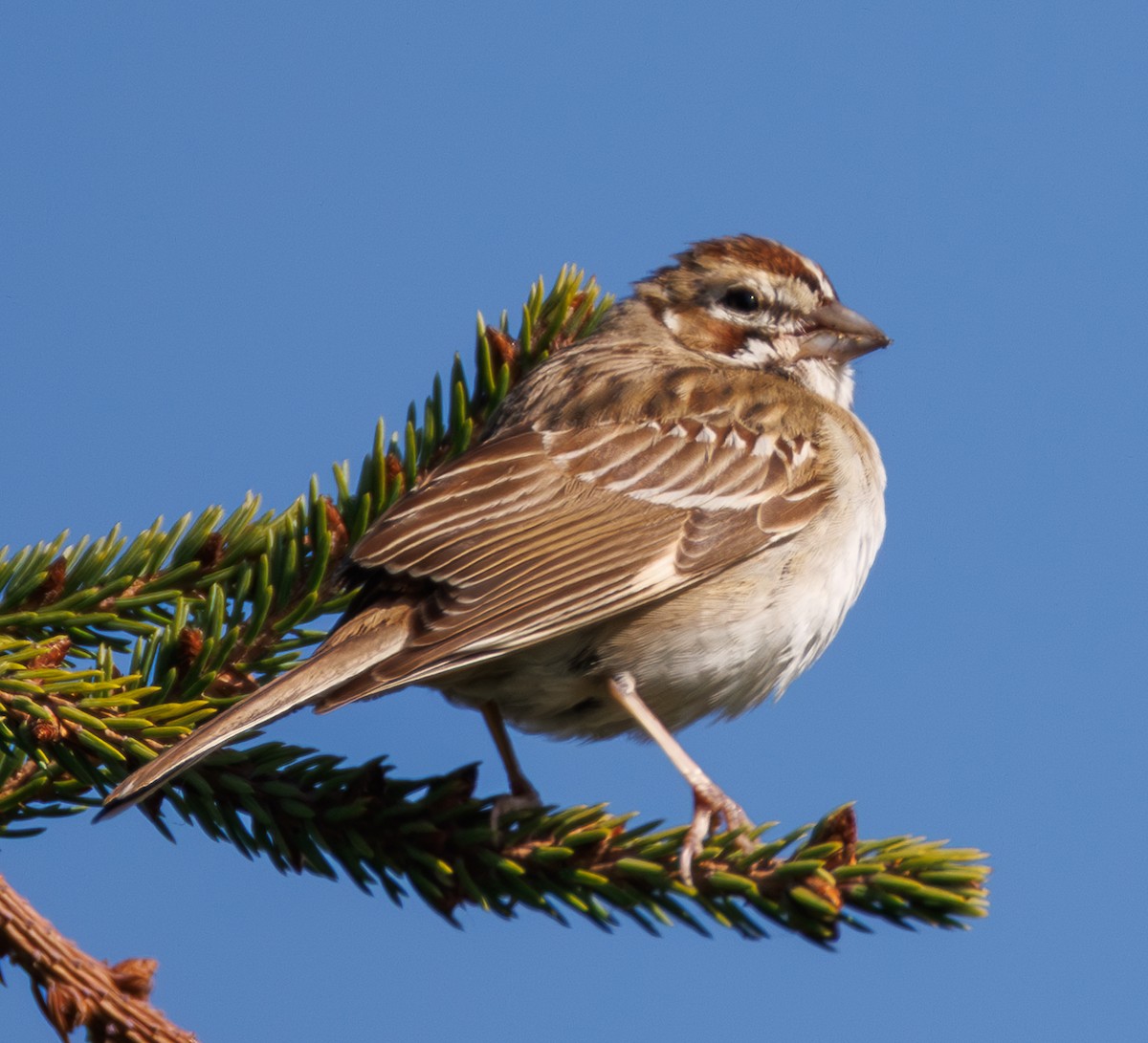 Lark Sparrow - ML642915318