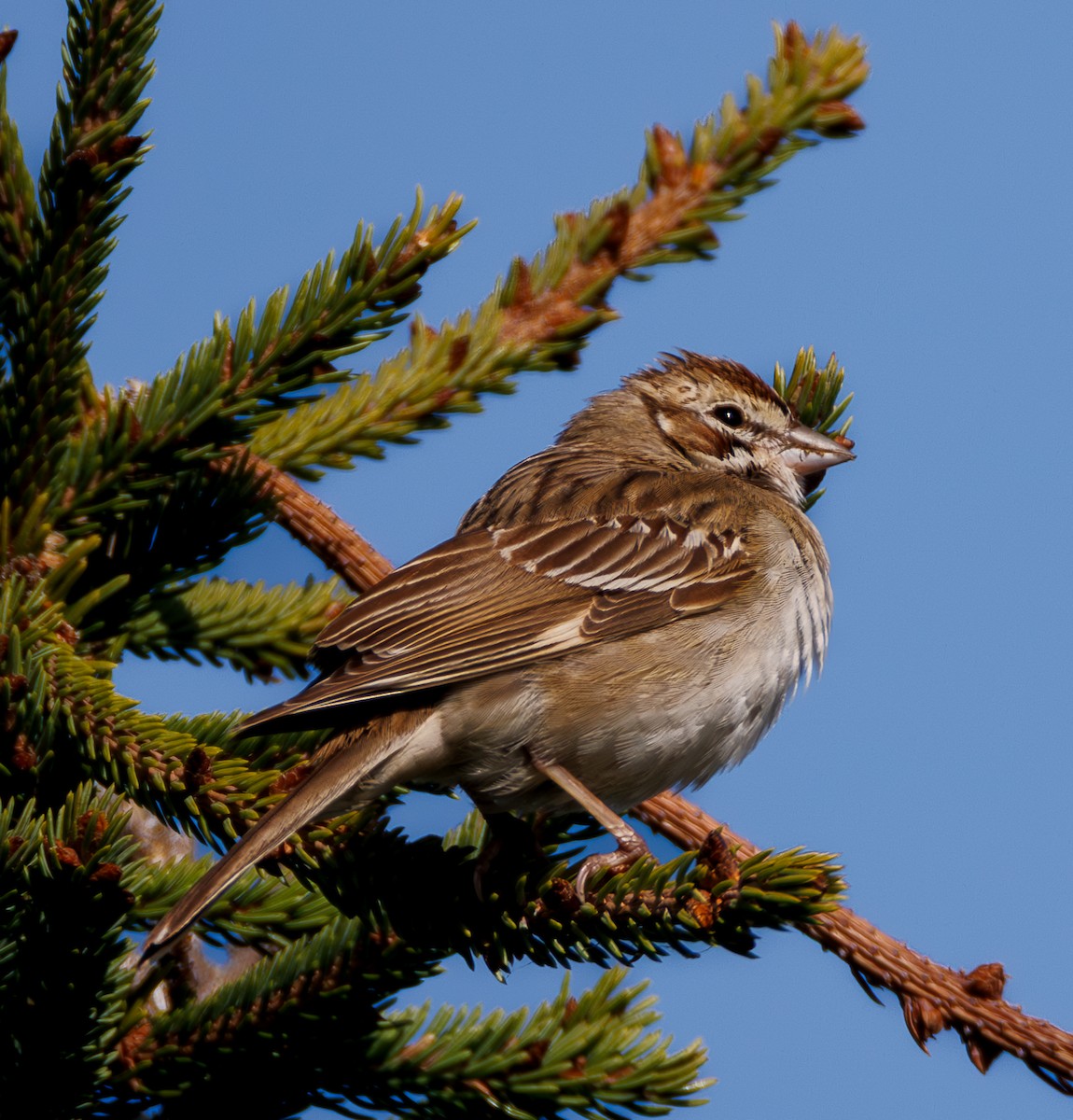 Lark Sparrow - ML642915319