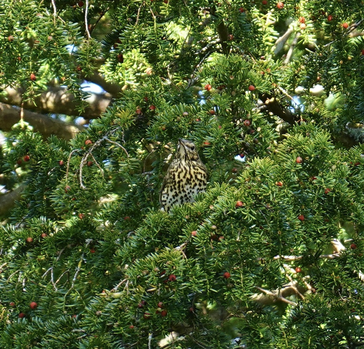 Song Thrush - ML642915320