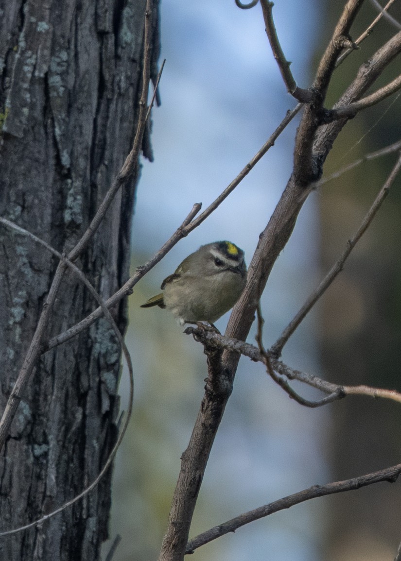 Roitelet à couronne dorée - ML642915329