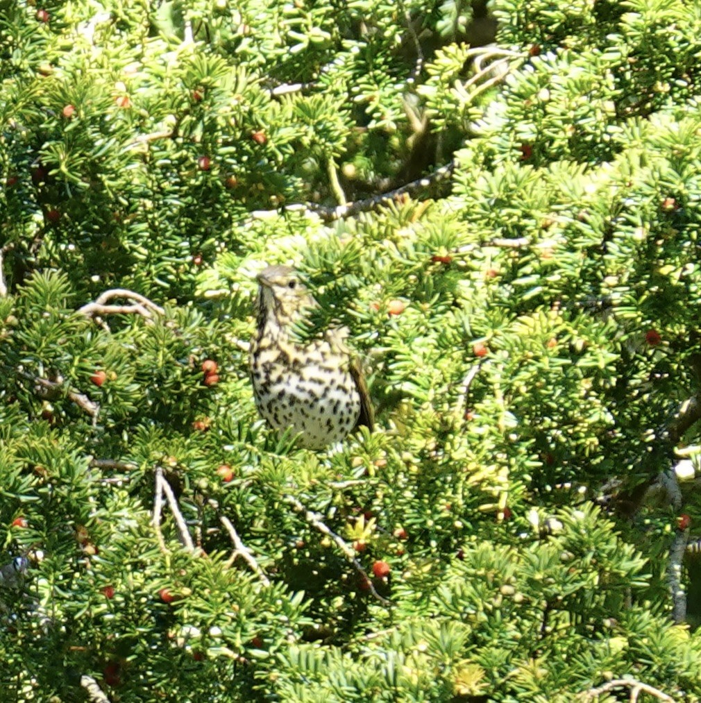 Song Thrush - ML642915333
