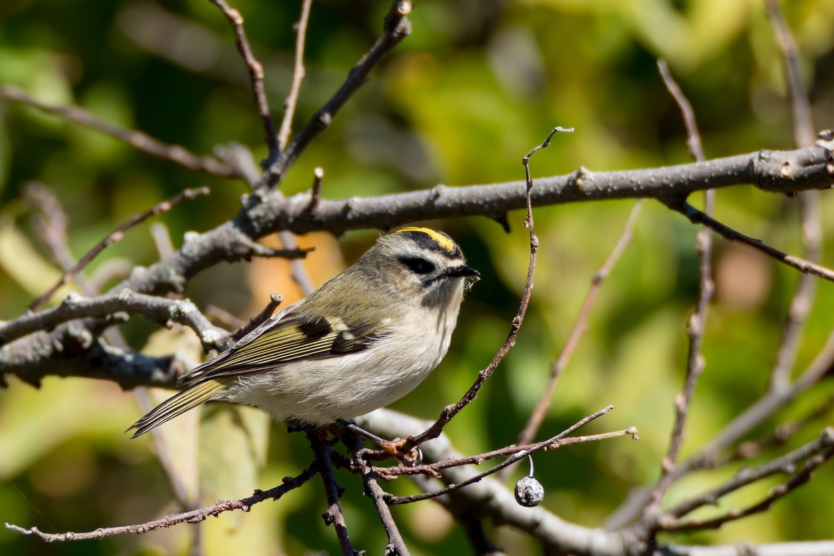 Golden-crowned Kinglet - ML642915334