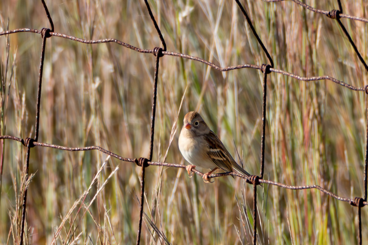 Field Sparrow - ML642915337