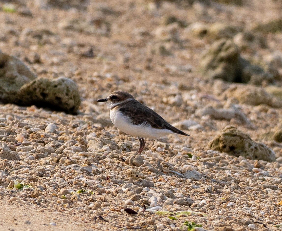 Javan Plover - ML642915339
