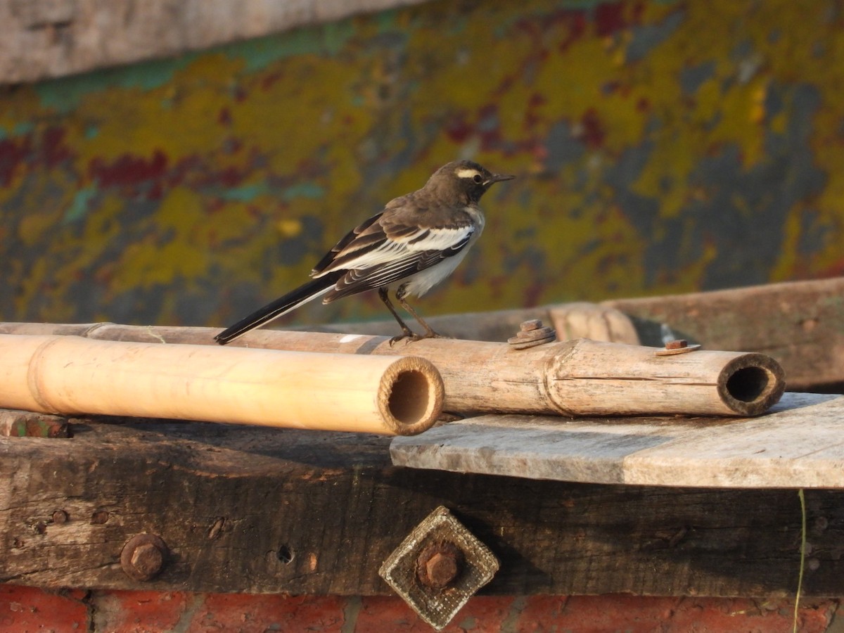 White-browed Wagtail - ML642915348