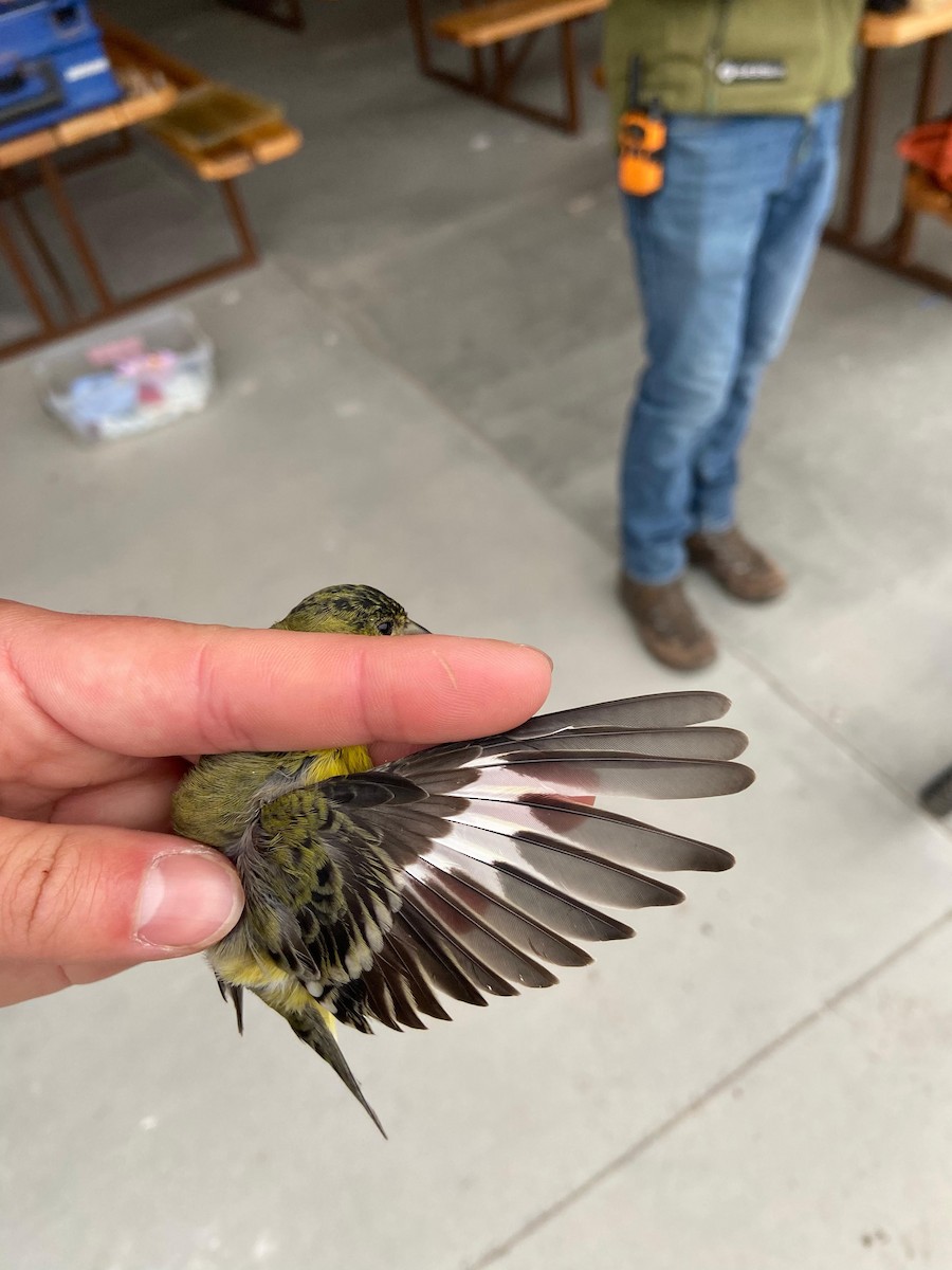 Lesser Goldfinch - ML642915360