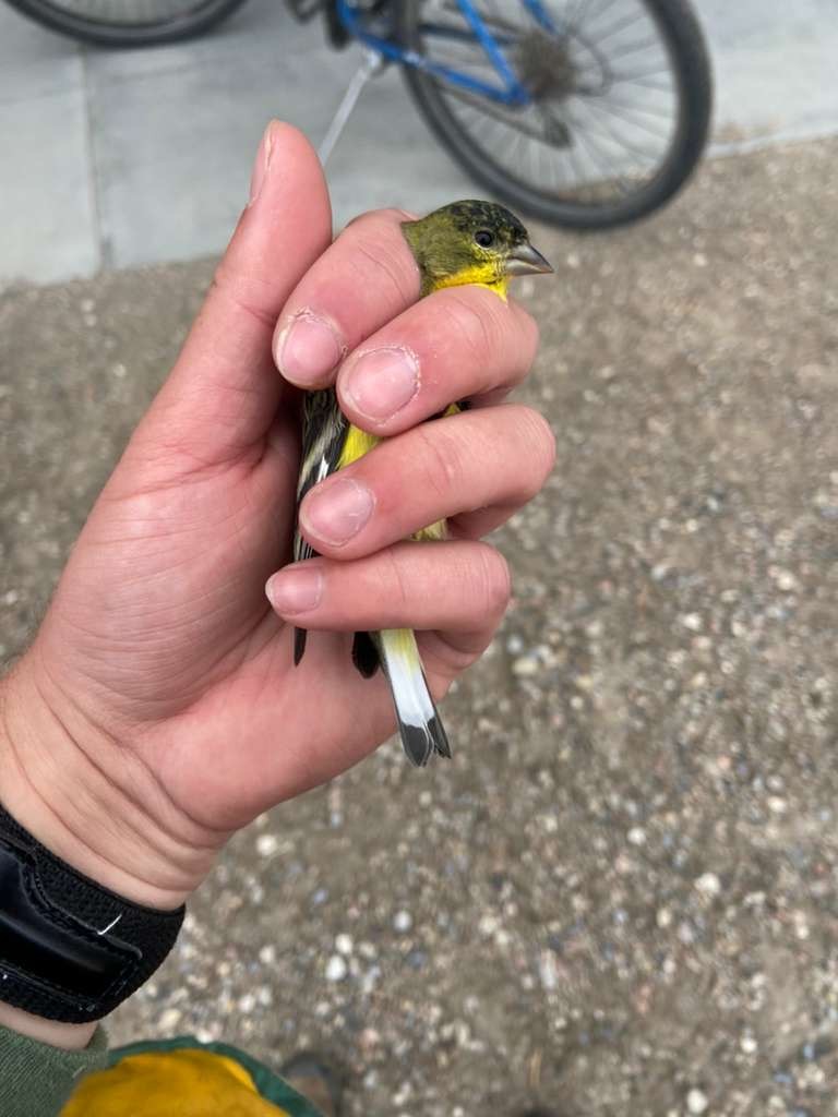Lesser Goldfinch - ML642915361