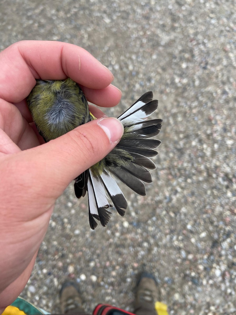 Lesser Goldfinch - ML642915362
