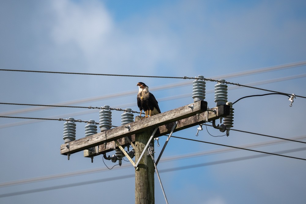Crested Caracara - ML642915371