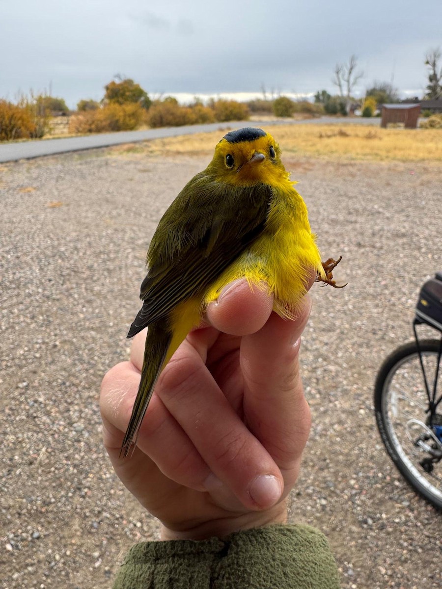 Wilson's Warbler - ML642915380