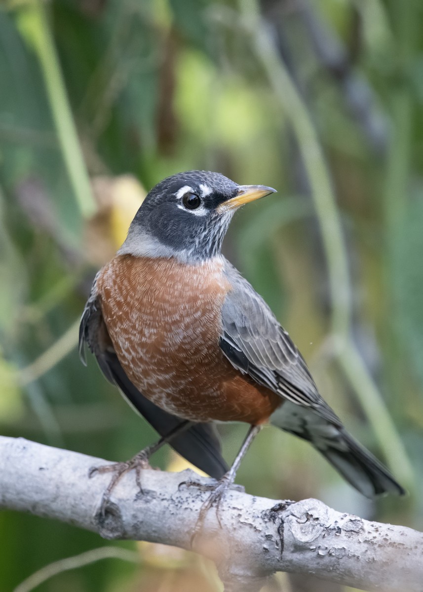 American Robin - ML642915389