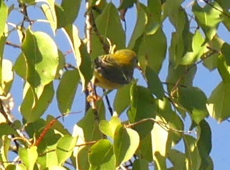 new world warbler sp. - ML642915391