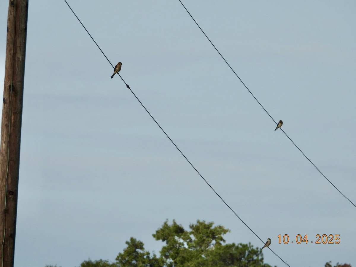 American Kestrel - ML642915420