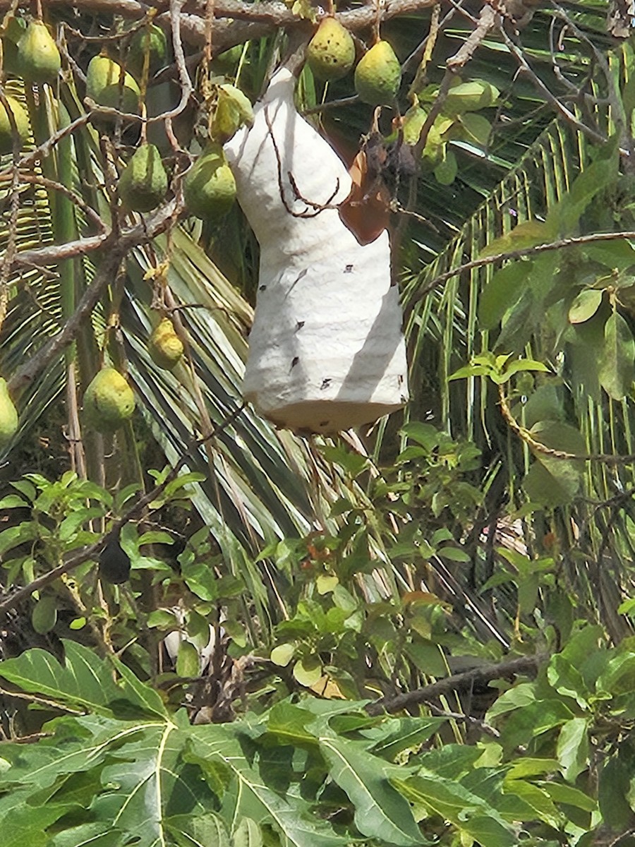 Bell Wasps - ML642915425