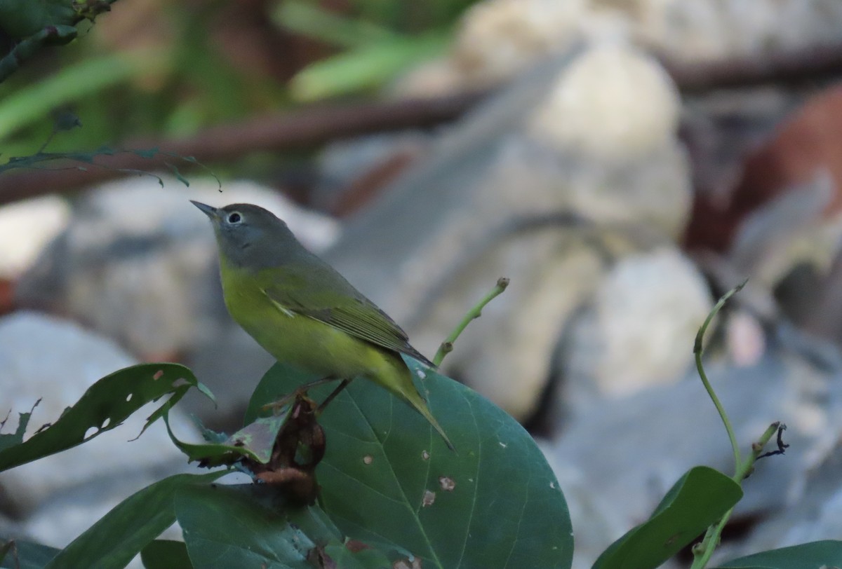 Nashville Warbler - ML642915428