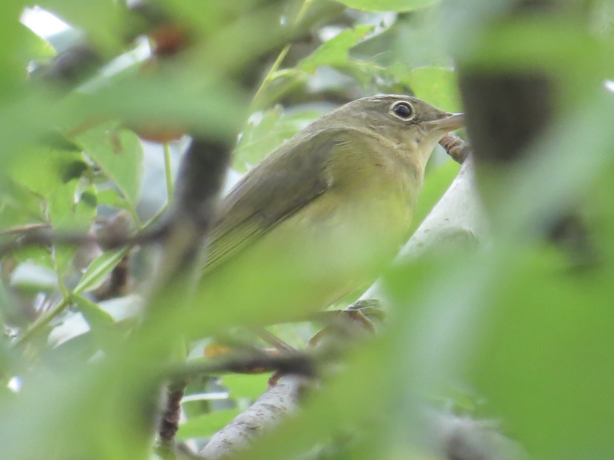 Connecticut Warbler - ML642915430