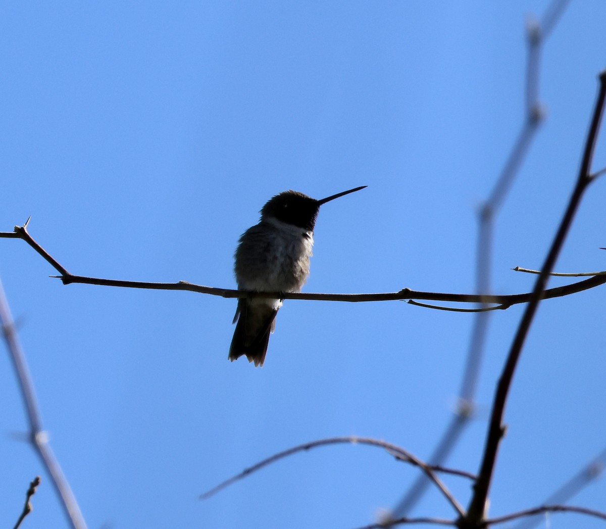 Colibri à gorge noire - ML642915433