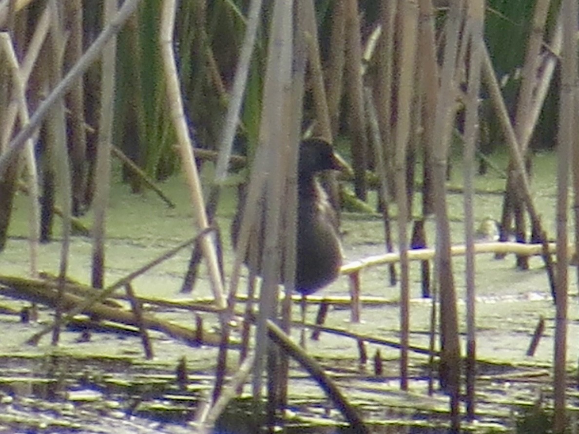 Common Gallinule - ML642915434