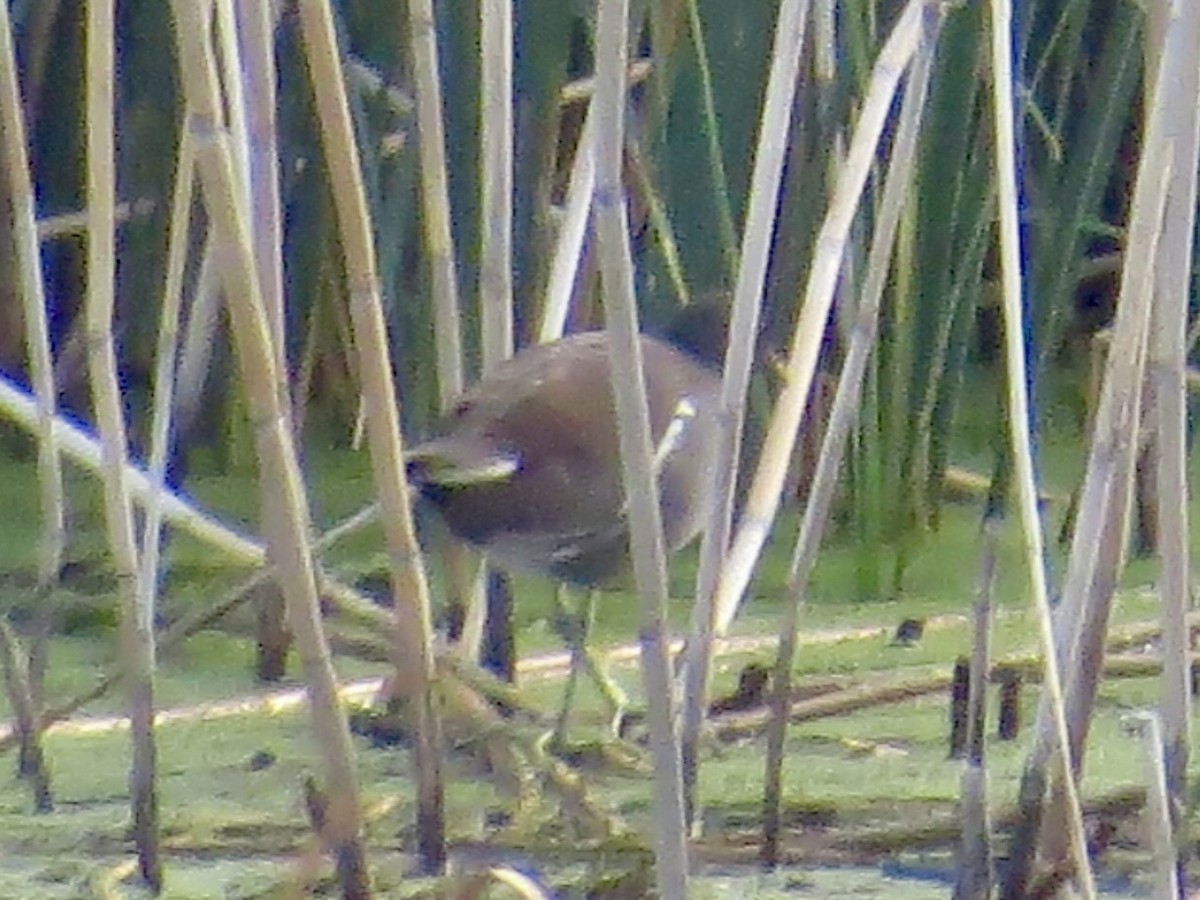 Common Gallinule - ML642915435