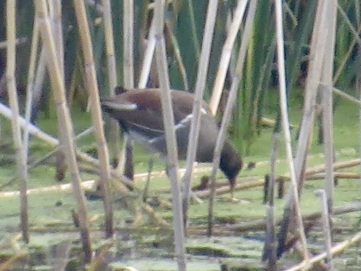 Common Gallinule - ML642915436