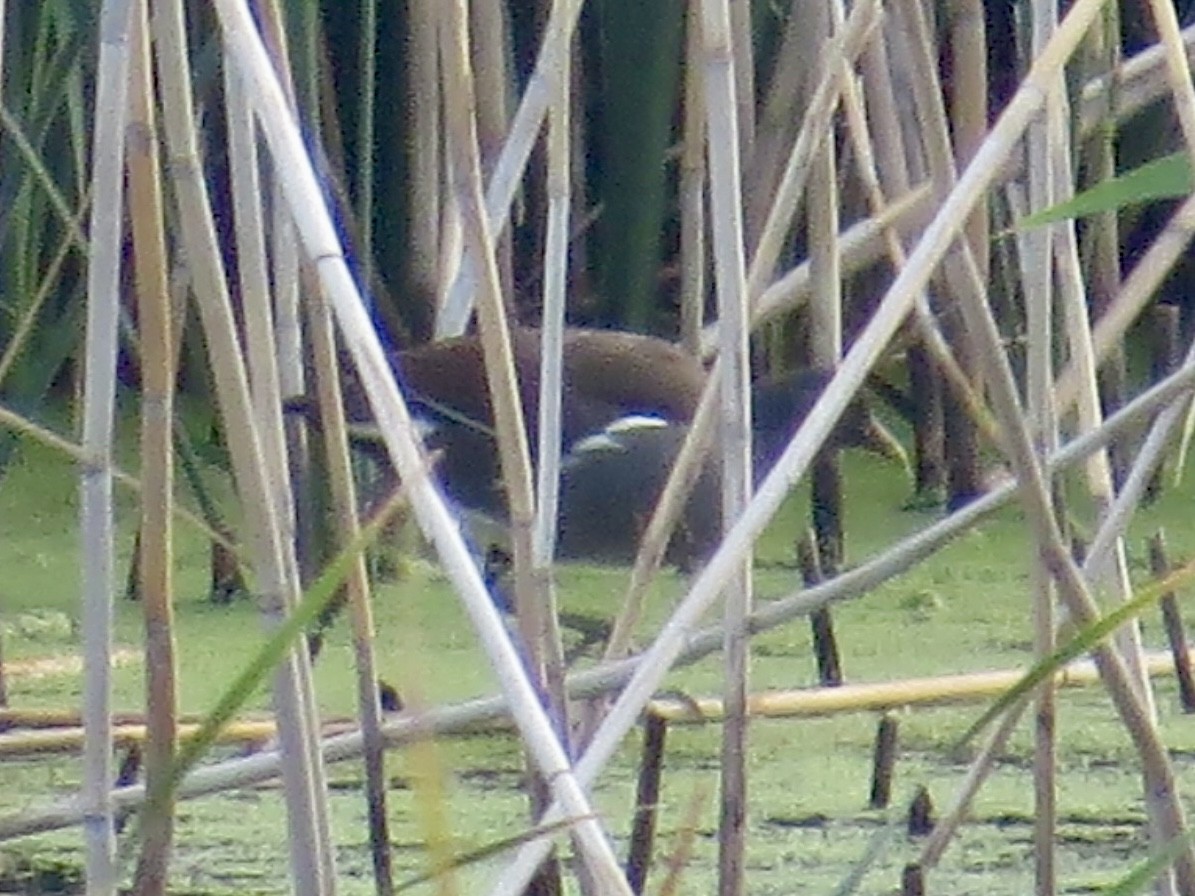 Common Gallinule - ML642915437