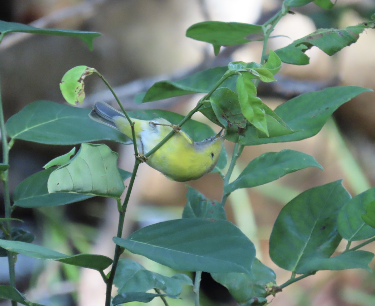 Nashville Warbler - ML642915446