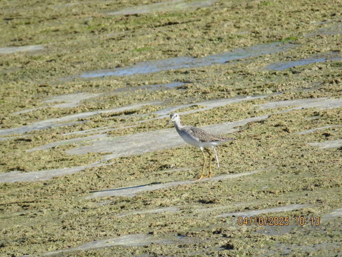 plystresnipe - ML642915450