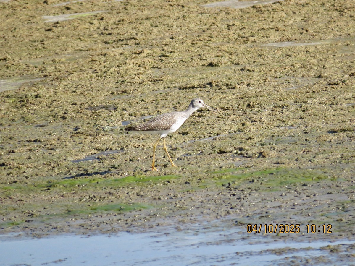 plystresnipe - ML642915451