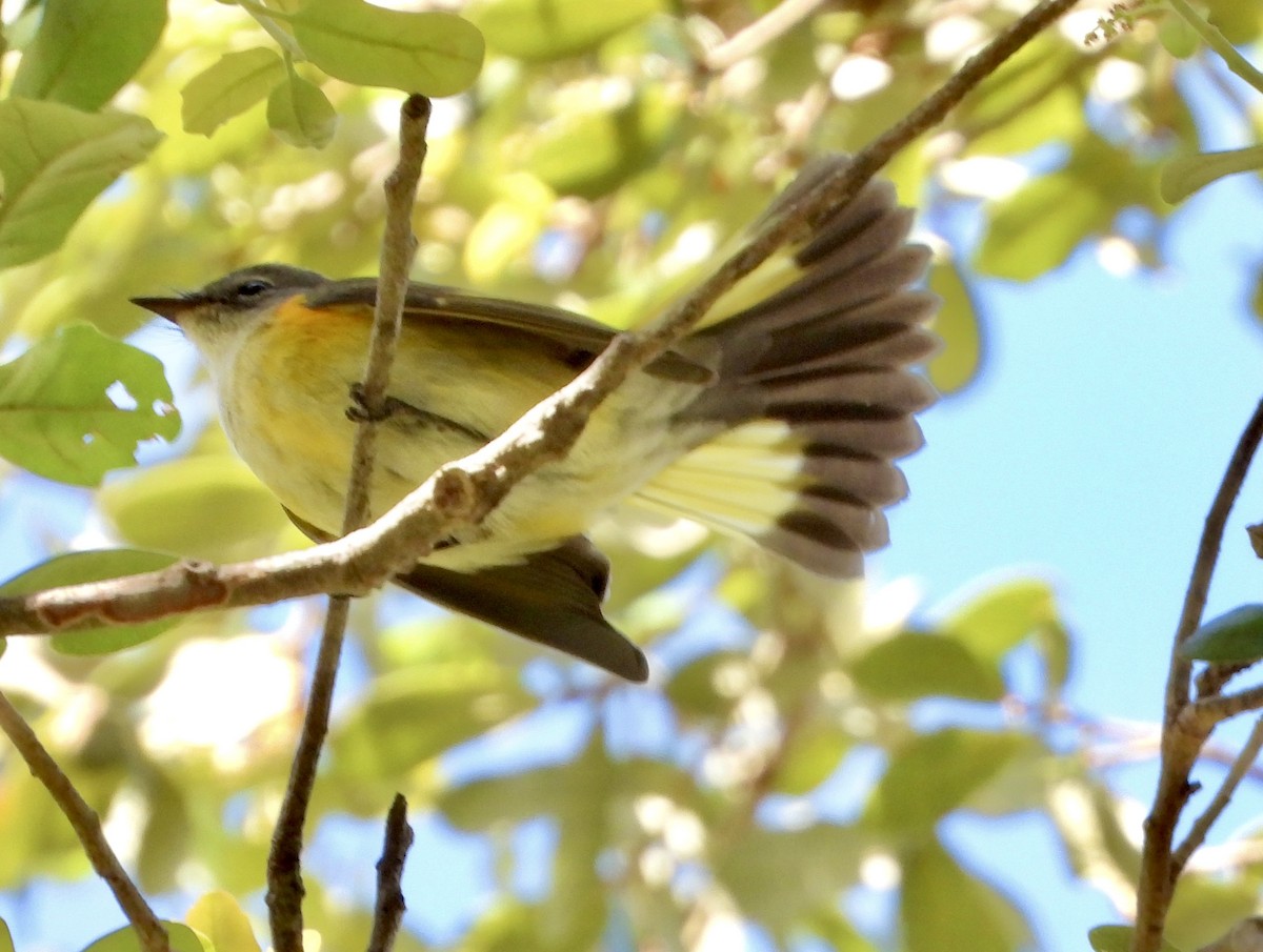 American Redstart - ML642915468