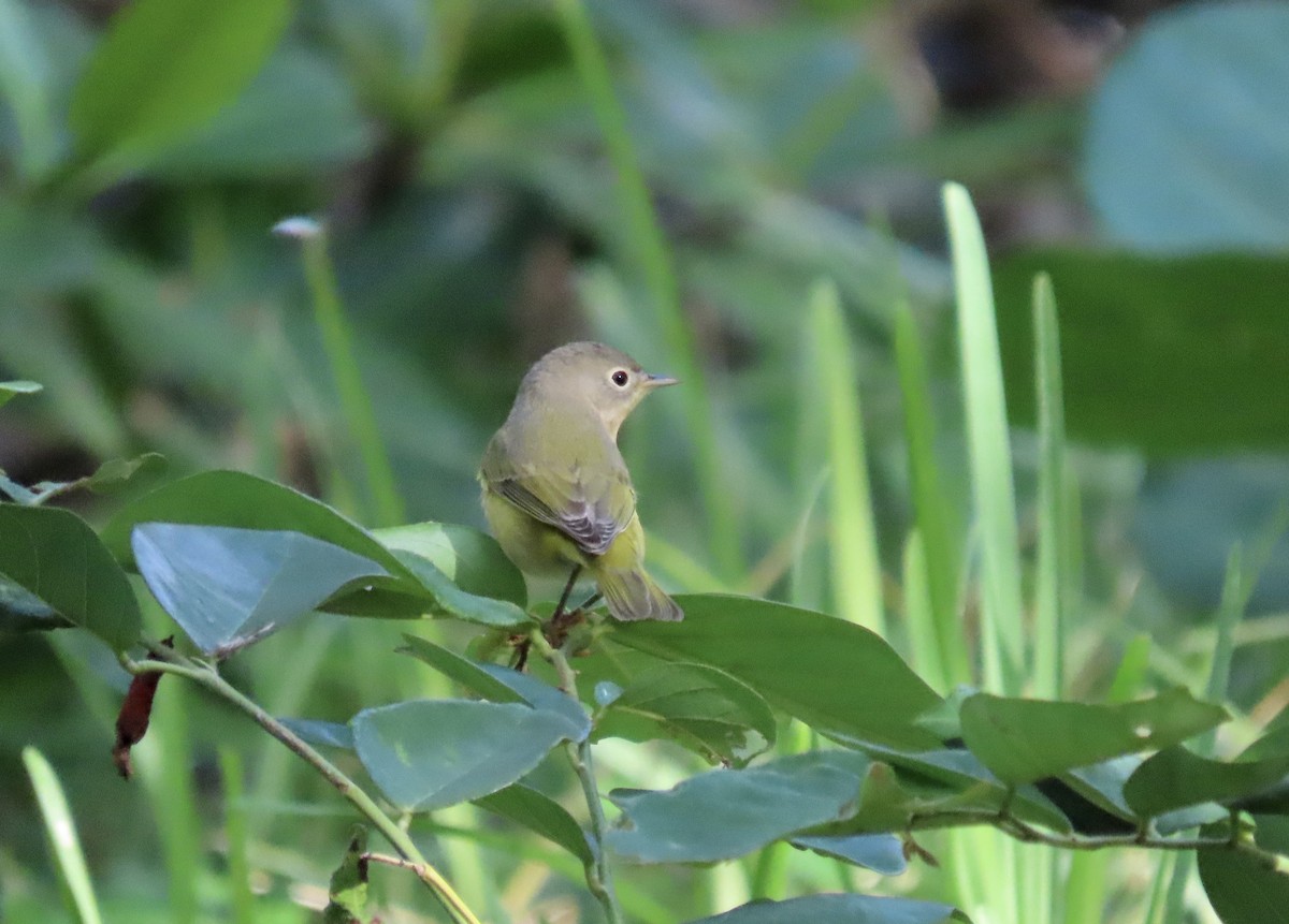 Nashville Warbler - ML642915476