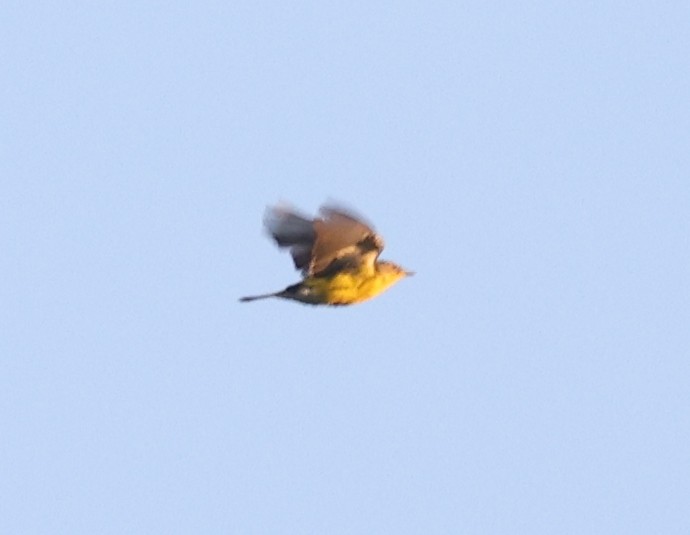 new world warbler sp. - ML642915477