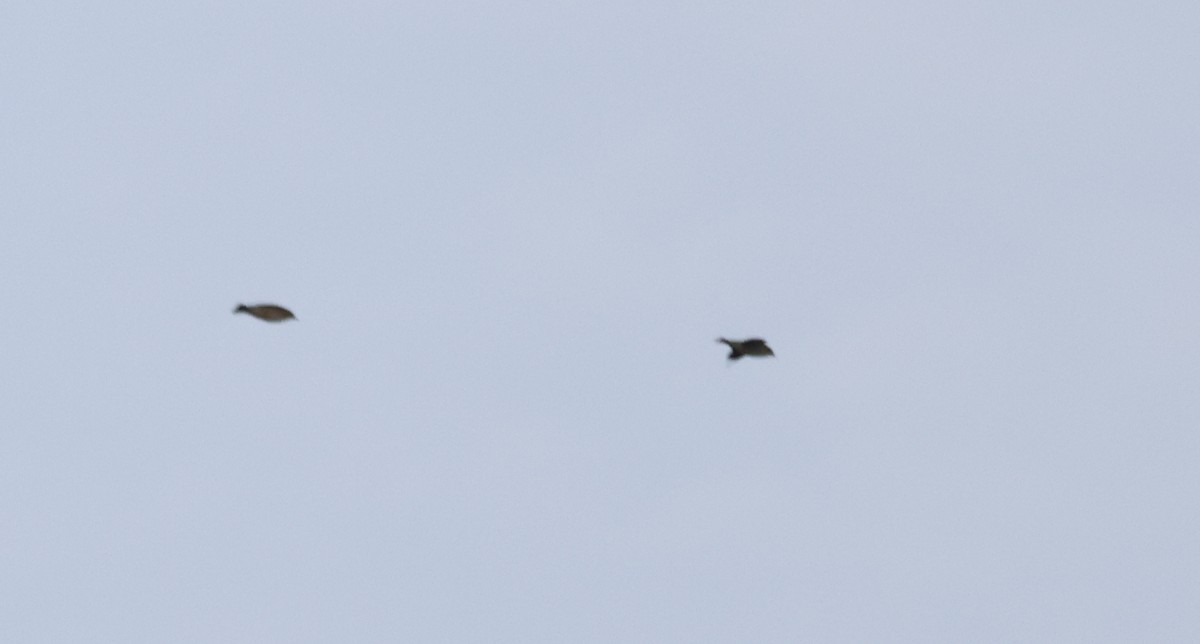 new world warbler sp. - ML642915478