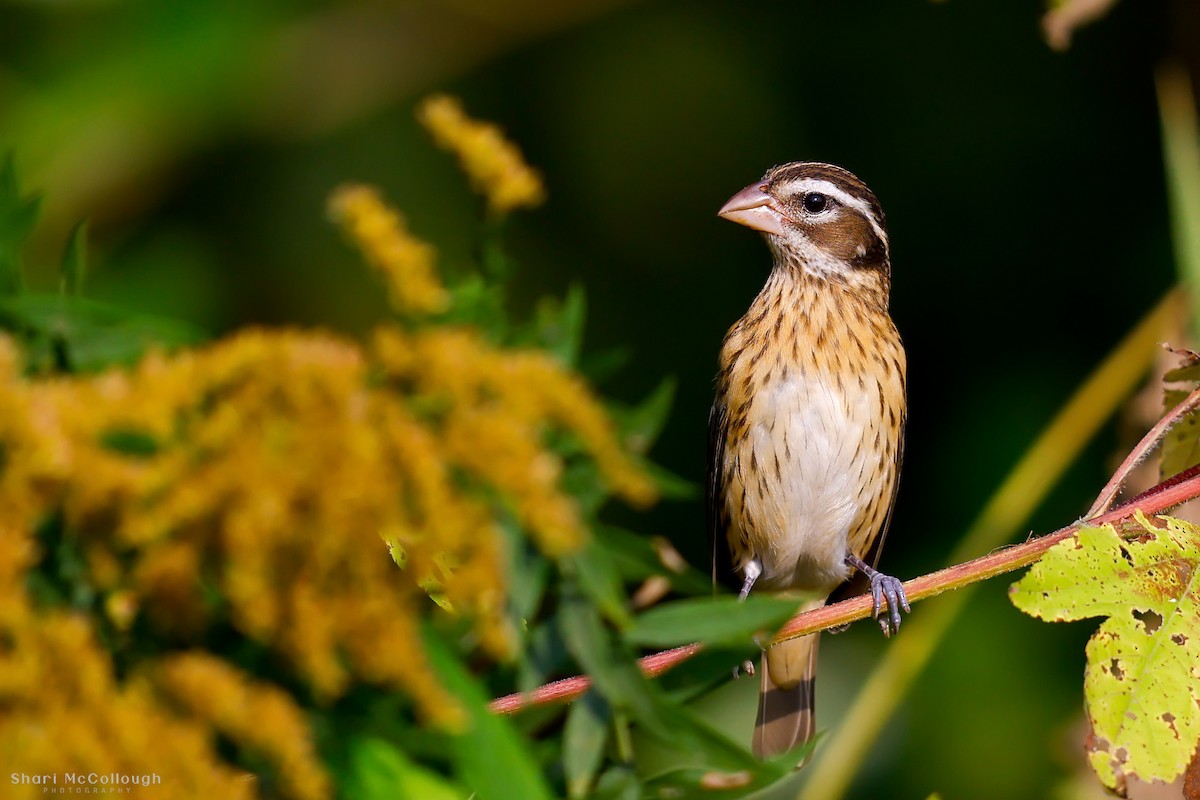 Rose-breasted Grosbeak - ML642915488