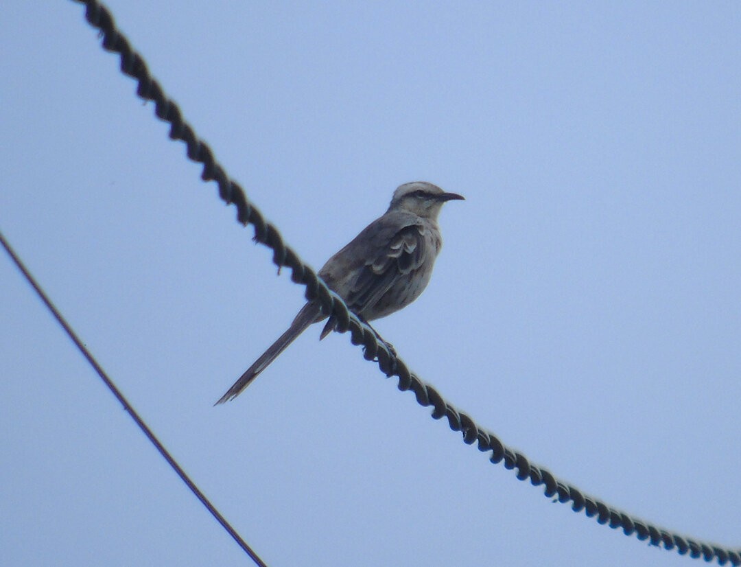 Chalk-browed Mockingbird - ML642915492