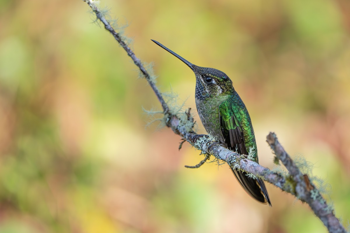 Talamanca Hummingbird - ML642915496