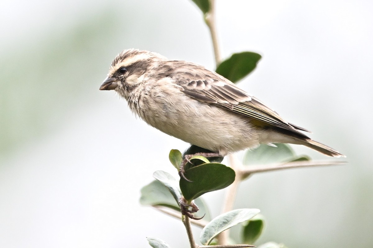 Reichenow's Seedeater - ML642915501