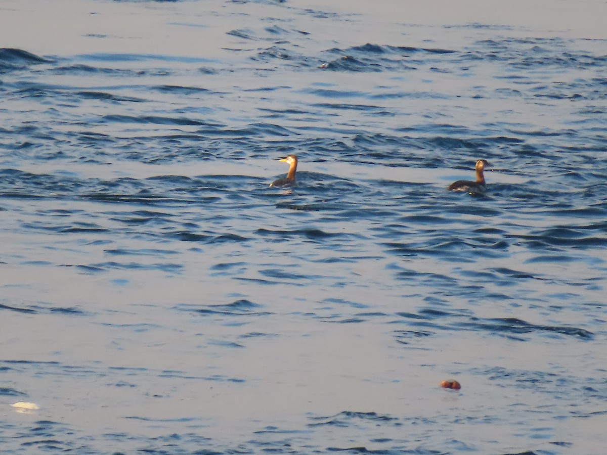 Red-necked Grebe - ML642915507