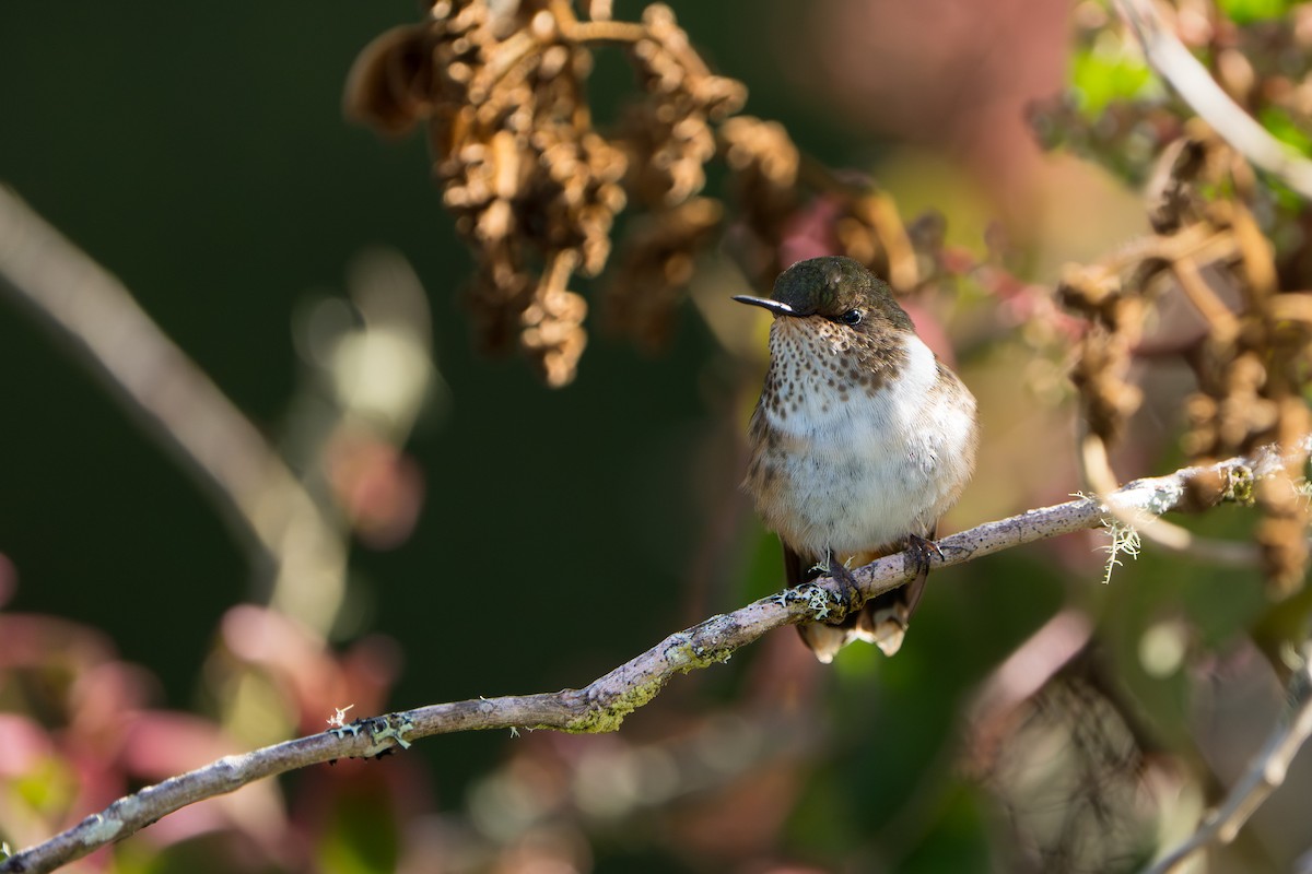 Volcano Hummingbird - ML642915514