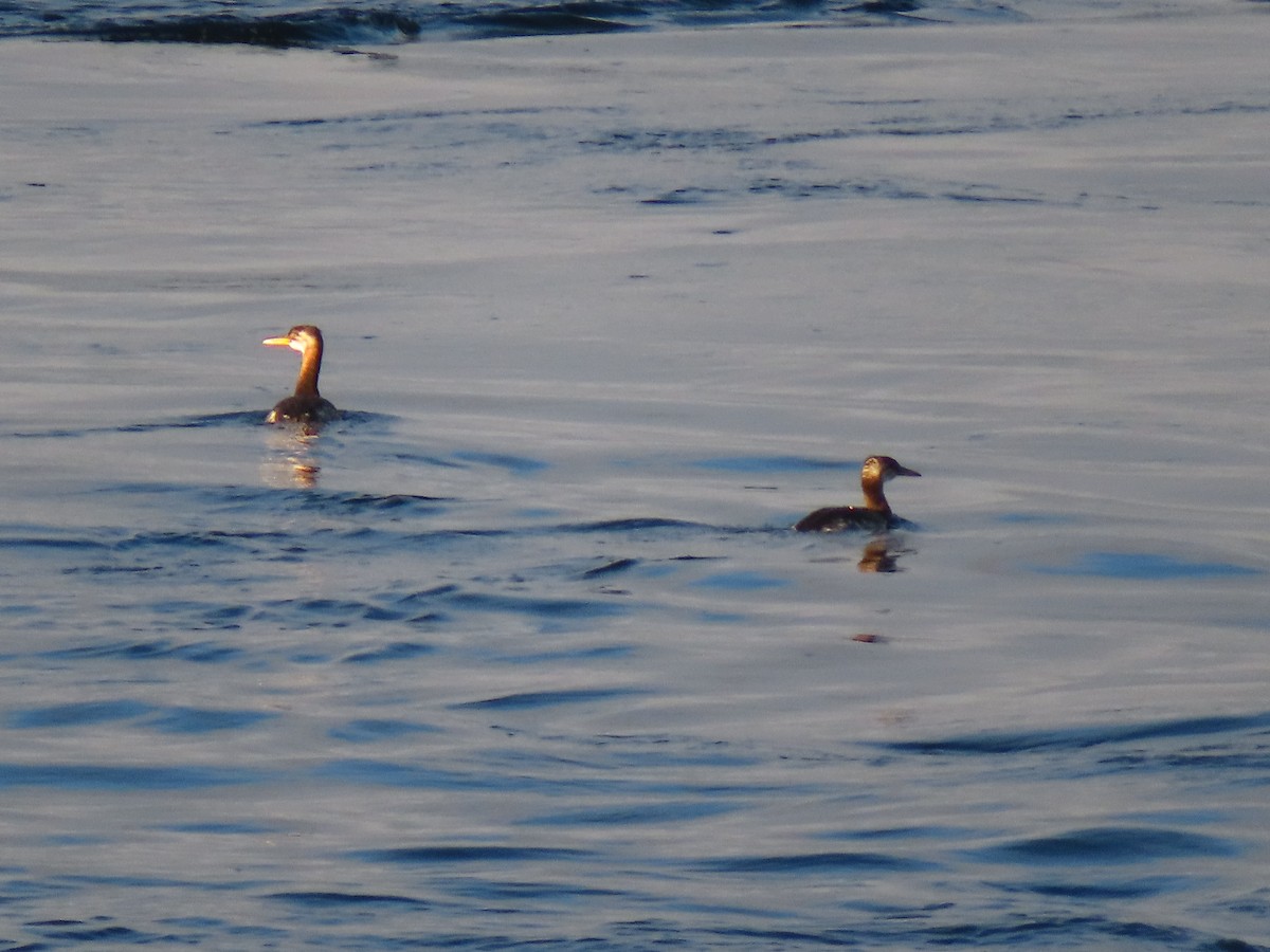 Red-necked Grebe - ML642915517