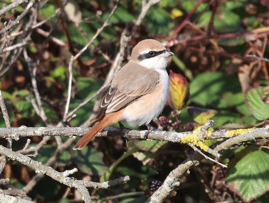 Red-tailed Shrike - ML642915519