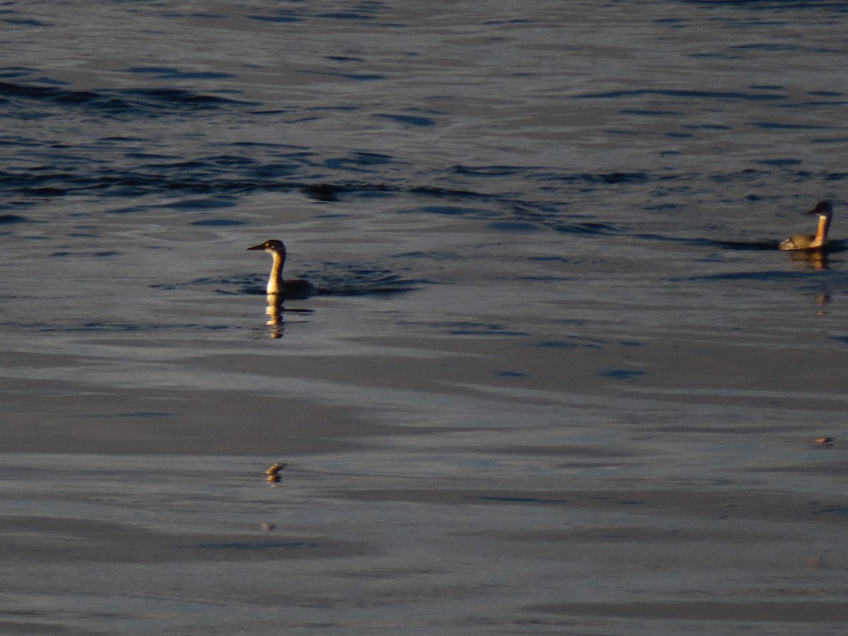 Red-necked Grebe - ML642915520
