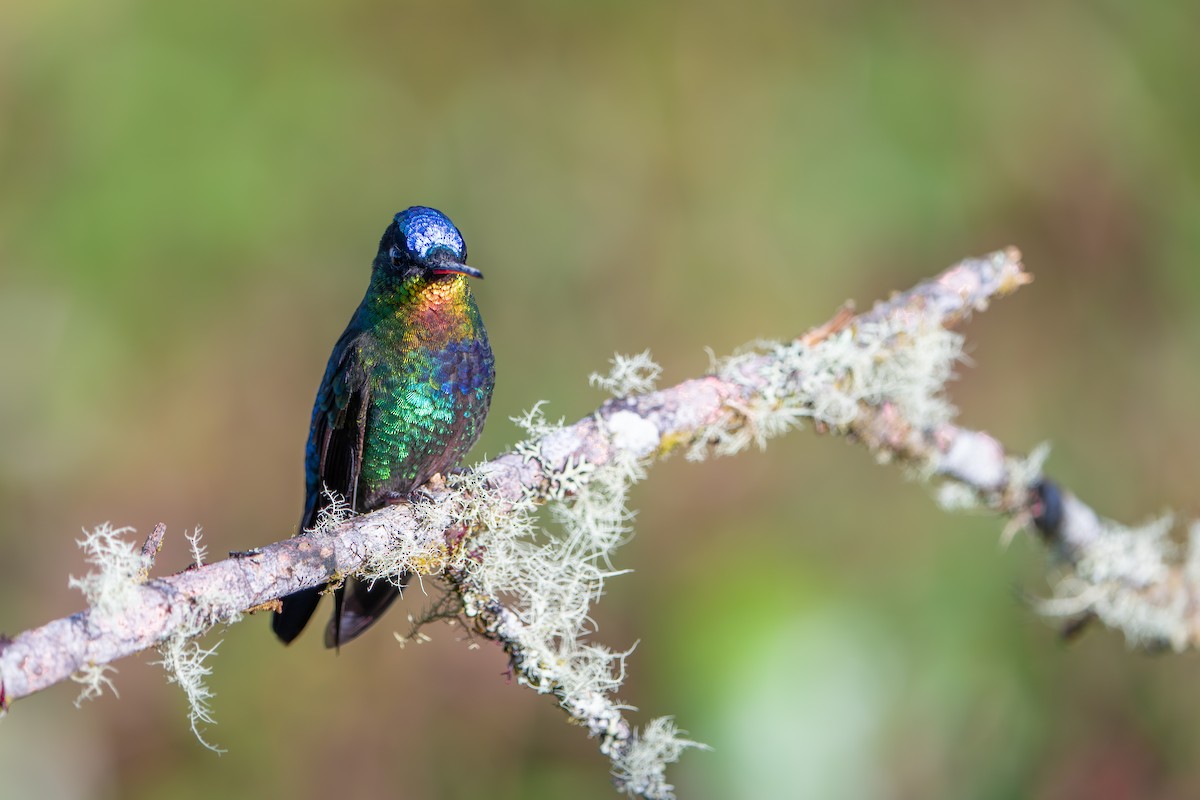 Fiery-throated Hummingbird - ML642915521