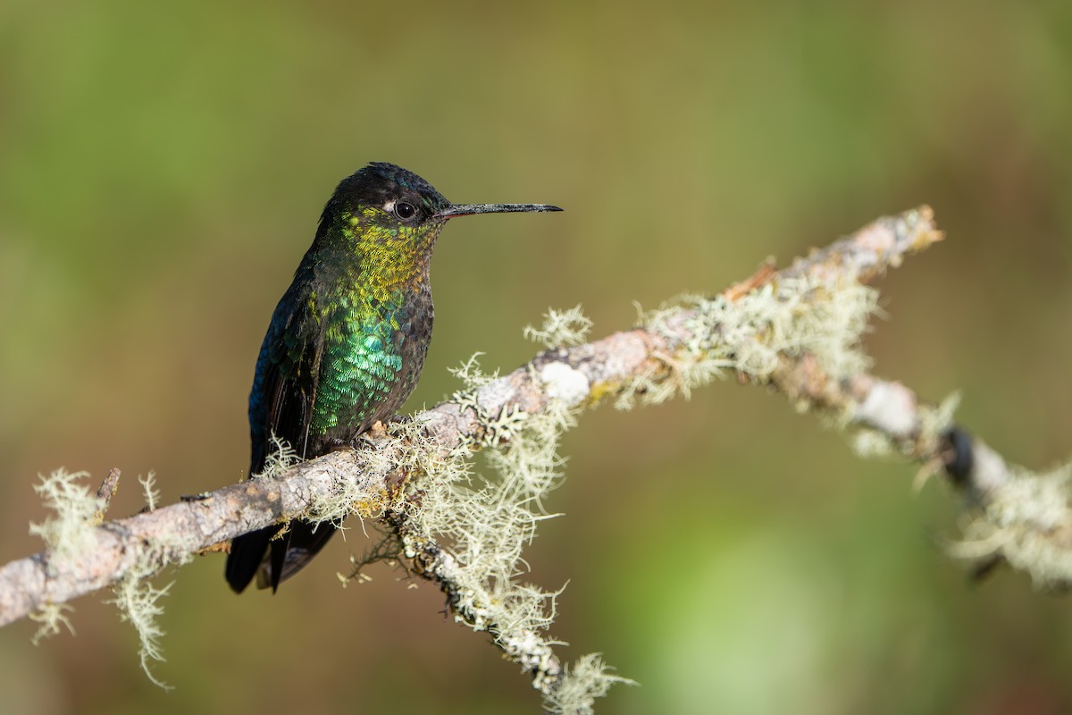 Fiery-throated Hummingbird - ML642915522