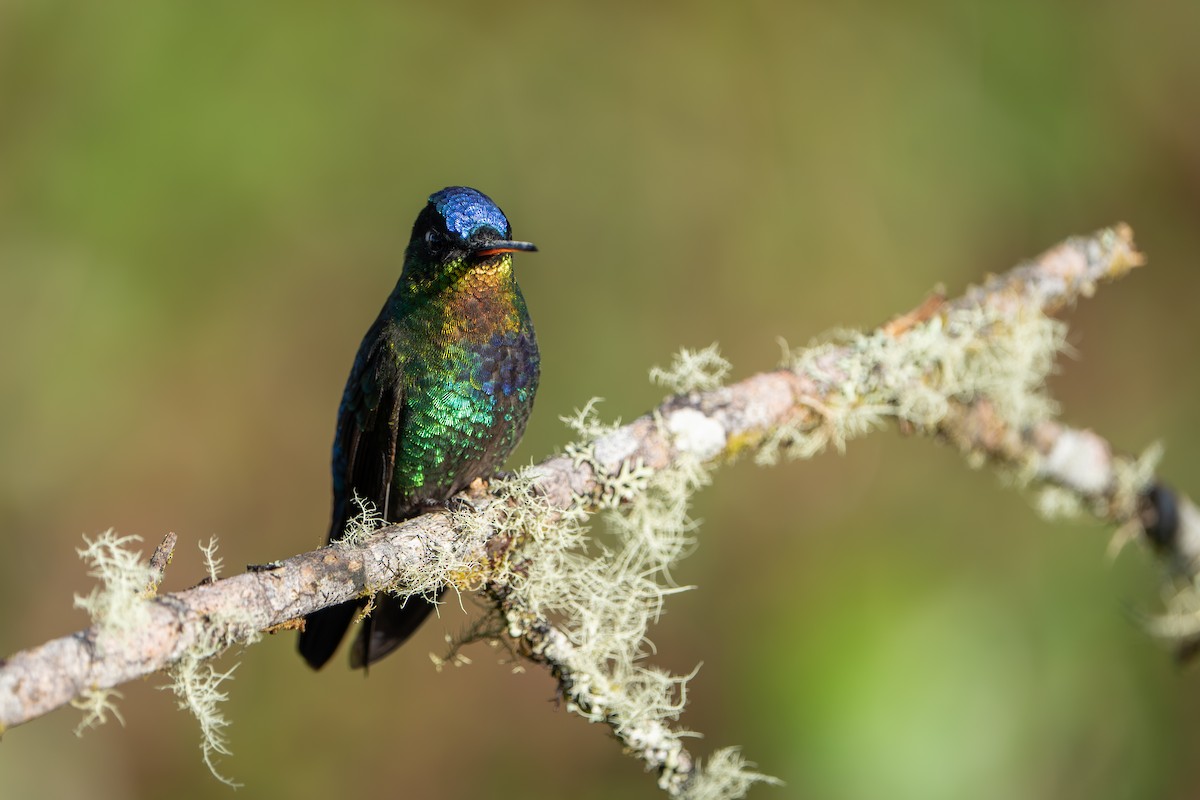 Fiery-throated Hummingbird - ML642915523
