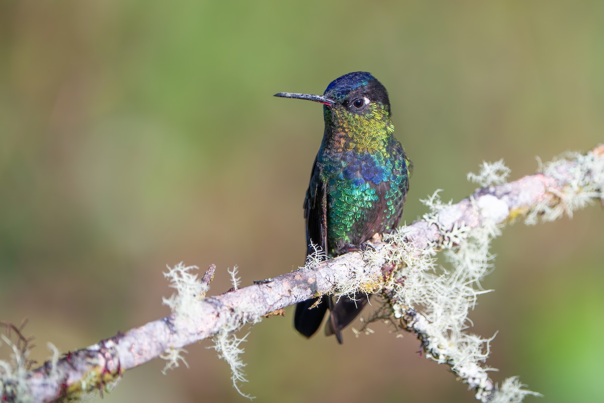 Fiery-throated Hummingbird - ML642915524
