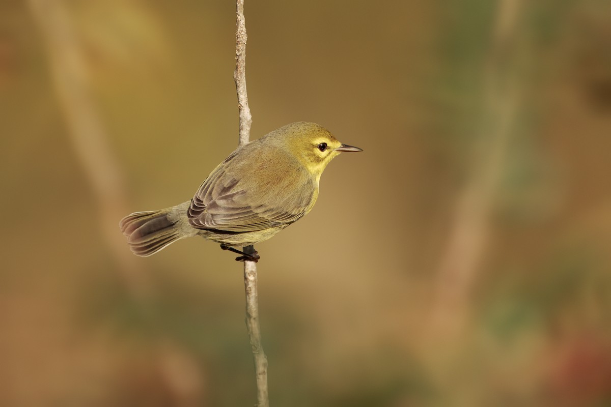 Prairie Warbler - ML642915525