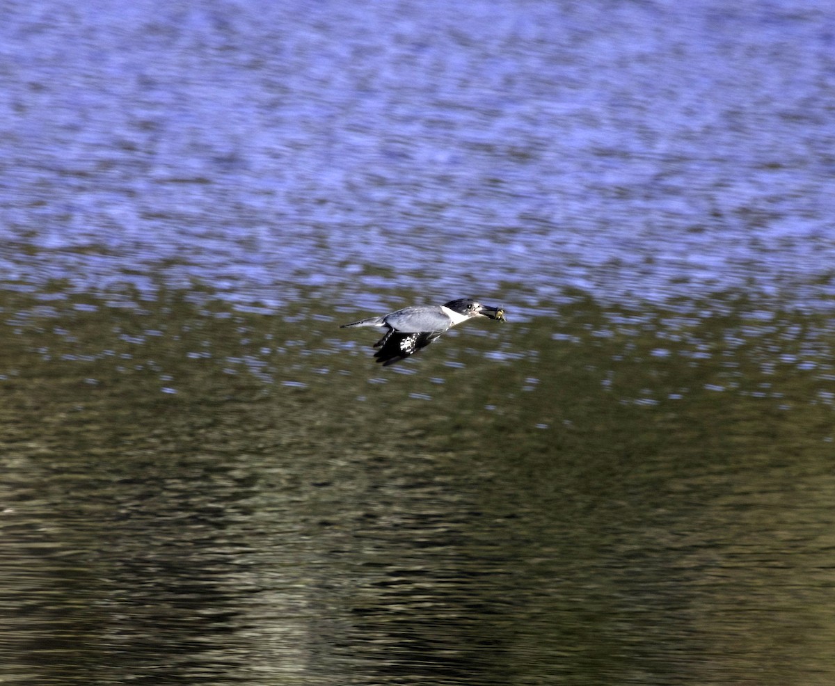 Belted Kingfisher - ML642915526
